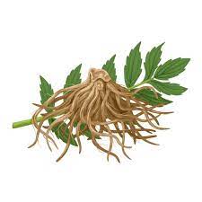 Valerian Root